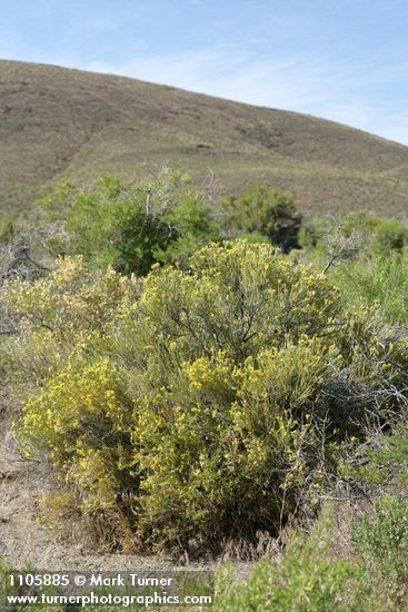 Littleleaf Horsebrush