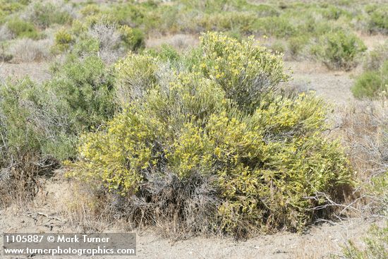 Littleleaf Horsebrush