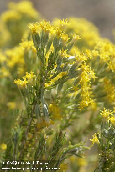 Littleleaf Horsebrush blossoms & foliage detail