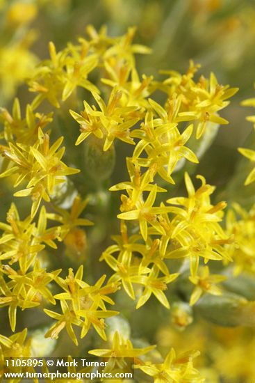Littleleaf Horsebrush blossoms detail