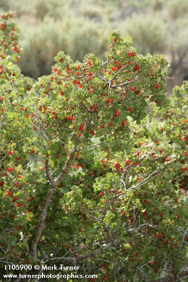 Wax Currant fruit & foliage