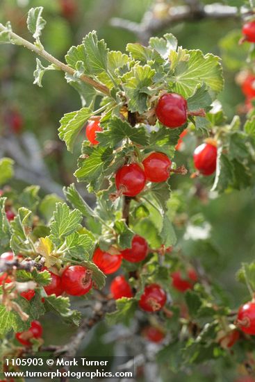 Wax Currant fruit & foliage detail