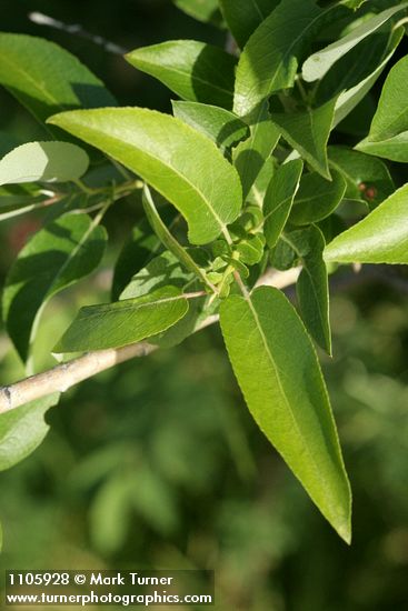 Yellow Willow foliage detail