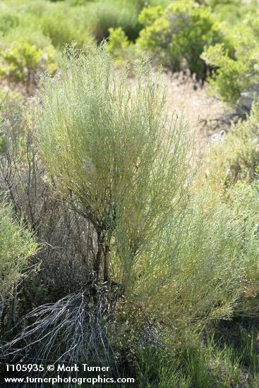 Gray Rabbitbrush, in bud