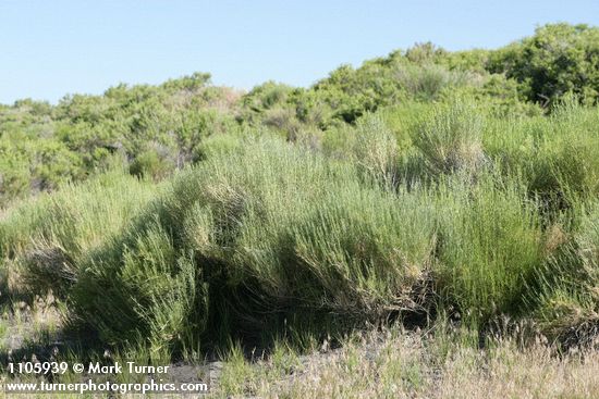 Gray Rabbitbrush, in bud