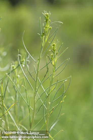 Gray Rabbitbrush foliage & flower buds detail