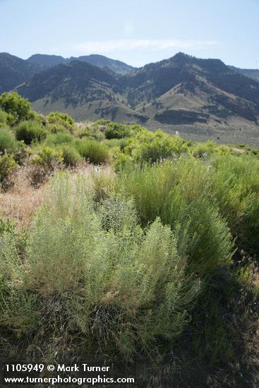 Gray Rabbitbrush in bud w/ Warner Mtns bkgnd