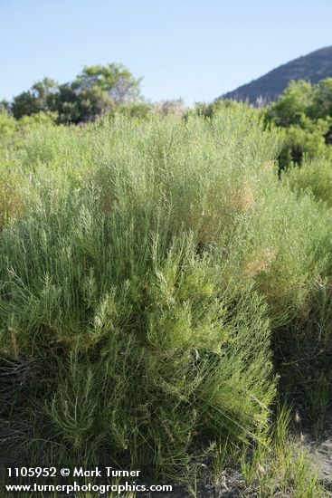 Gray Rabbitbrush in bud
