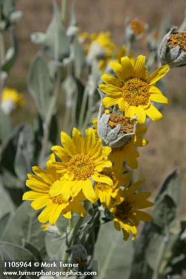 Woolly Mule's Ears blossoms
