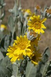 Woolly Mule's Ears blossoms