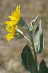 Woolly Mule's Ears blossoms & foliage, side view