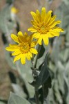 Woolly Mule's Ears blossoms