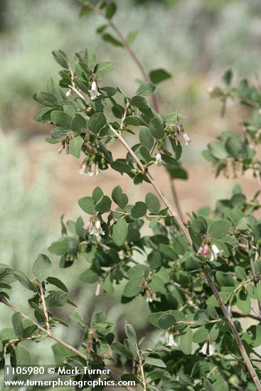 Roundleaf Snowberry blossoms & foliage