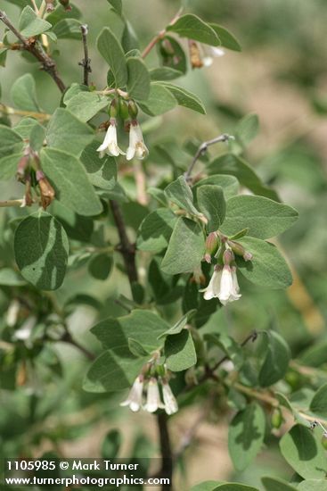Roundleaf Snowberry blossoms & foliage