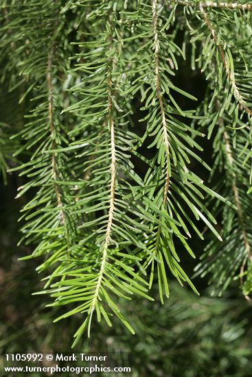 White Fir foliage detail