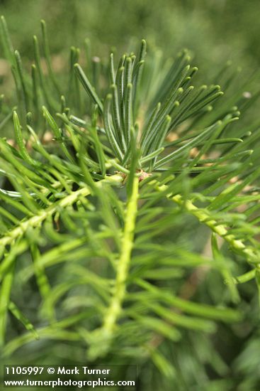 White Fir foliage detail