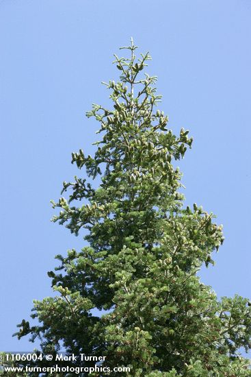 White Fir cones on upper branches