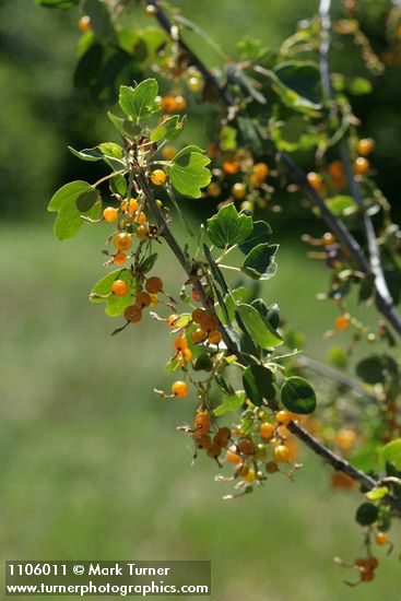 Golden Currant fruit & foliage