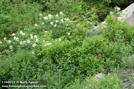 Purple-flowered Honeysuckle, Red Elderberry, Tall Bluebells