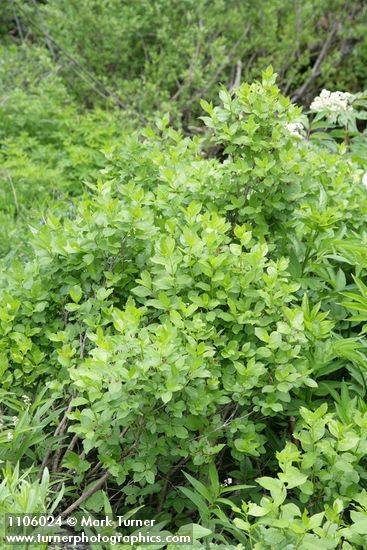 Purple-flowered Honeysuckle