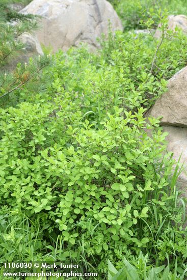 Purple-flowered Honeysuckle