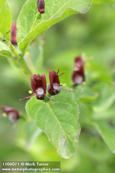 Purple-flowered Honeysuckle blossoms & foliage detail
