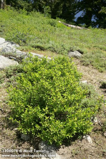 Purple-flowered Honeysuckle