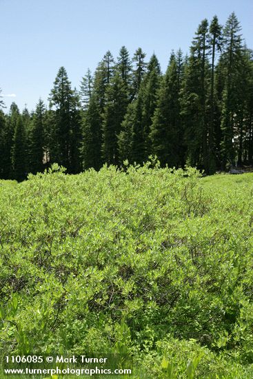 Mountain Willow w/ Shasta Red Firs & Subalpine Firs bkgnd