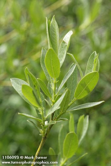 Mountain Willow foliage detail