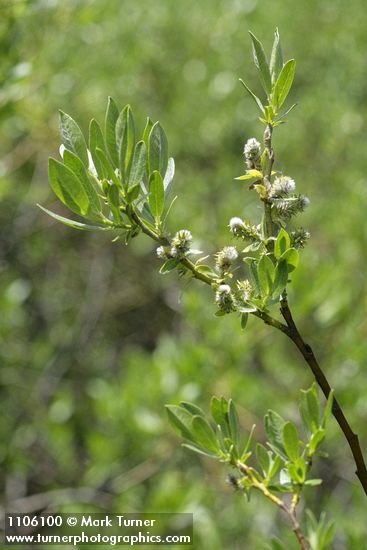 Mountain Willow foliage & mature female aments