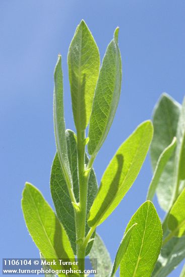 Mountain Willow foliage detail against blue sky