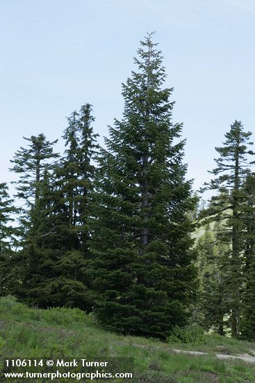 Subalpine Fir