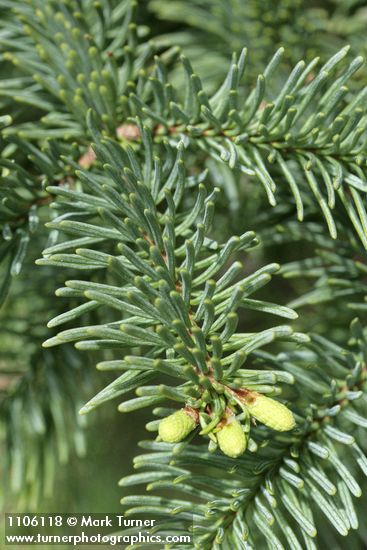 Subalpine Fir foliage detail