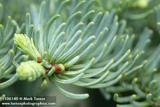 Shasta Red Fir foliage detail
