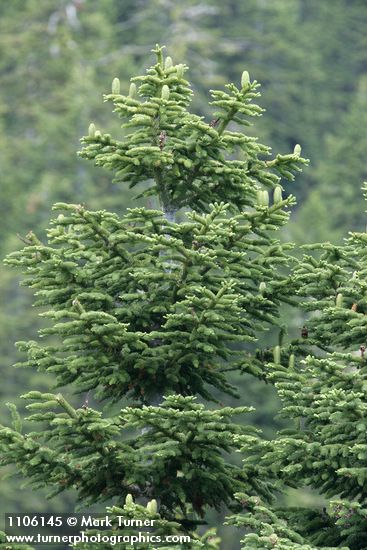 Shasta Red Fir cones on upper branches