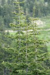 Subalpine Fir cones on upper branches