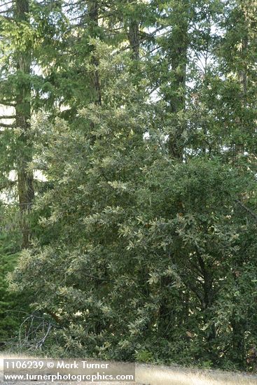 Tanoak in bloom at roadside