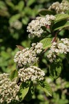 Parney's Cotoneaster blossoms & foliage