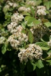 Parney's Cotoneaster blossoms & foliage