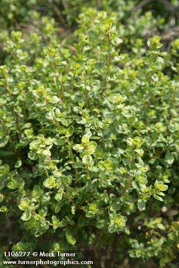 Coyote Brush foliage
