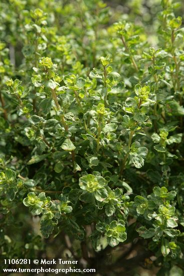Coyote Brush foliage