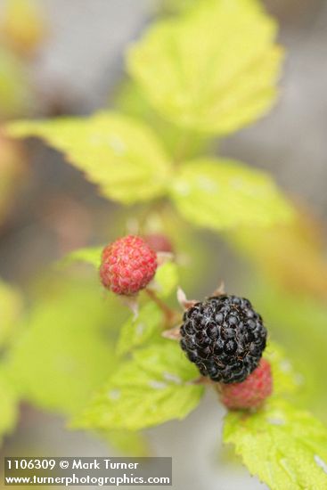 Blackcap Raspberry fruit among foliage