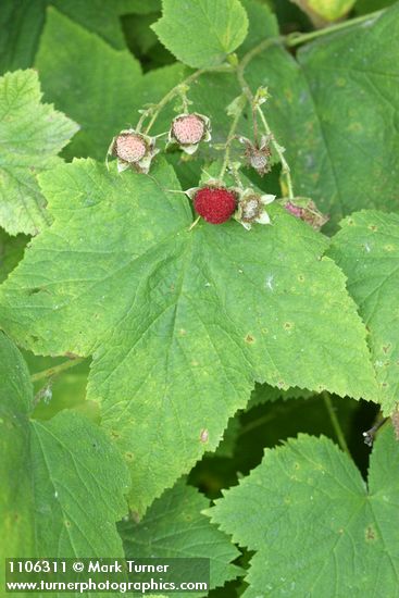 Thimbleberry fruit among foliage