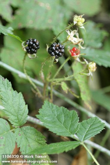 Trailing Blackberry fruit among foliage