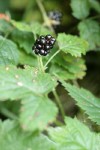 Trailing Blackberry fruit among foliage