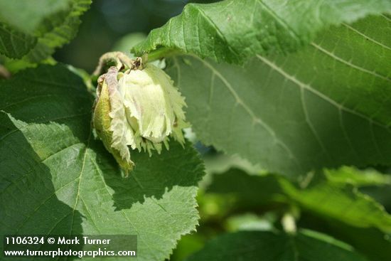 Common Filbert immature fruit among foliage