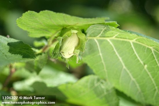 Common Filbert immature fruit among foliage