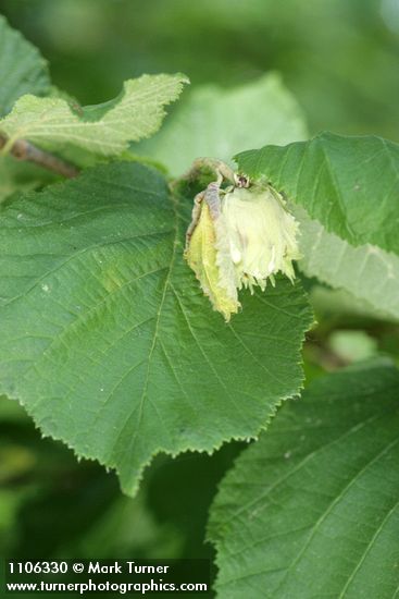 Common Filbert immature fruit among foliage