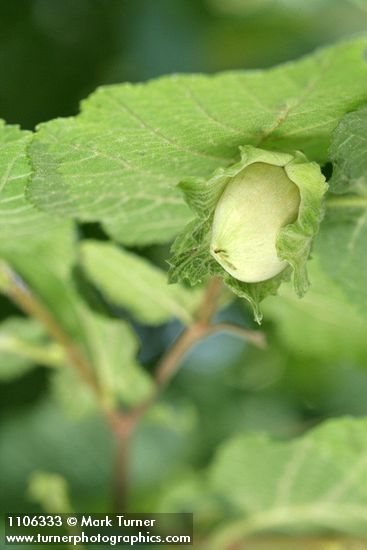 Common Filbert immature fruit among foliage