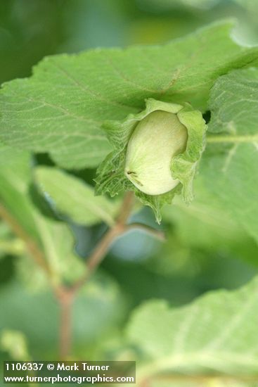 Common Filbert immature fruit among foliage